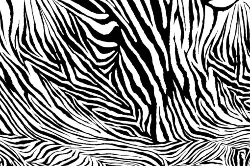 Zebra Desen Duvar Kağıdı